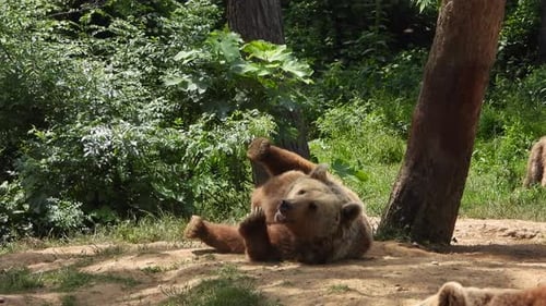 Bear In Natural Habitat Among The Trees In The Forest