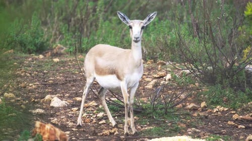 Elegant Gazelle Standing Tall in Natural Habitat