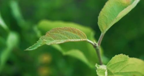 Frühlingsblätter Grünes Laub Natur Unschärfe Sonnenstrahlen