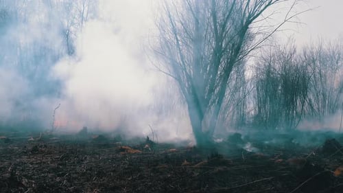 Fire in the Forest. Burning Dry Grass, Trees and Reeds. Wildfire. Slow Motion.
