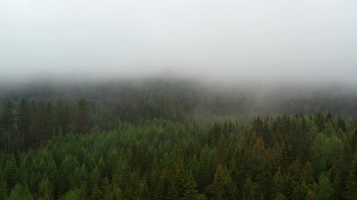 Lush Green Forest Trees in Norway with a Portion of It Covered By Fog