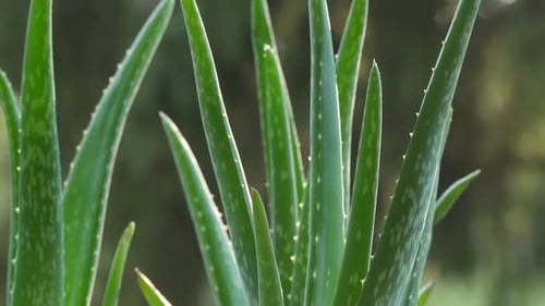 Close up of Vibrant Green Aloe Vera Plant