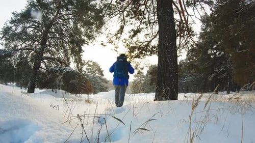 Hiker with Backpack Walking in the Pine Forest Covered with Deep Snow