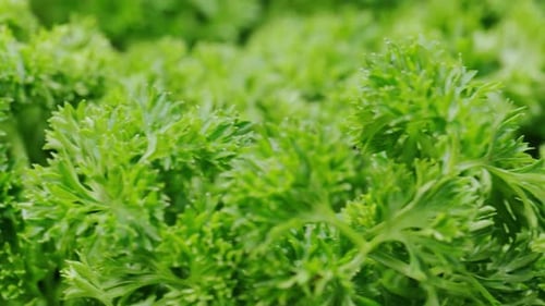 Parsley Macro Rotation