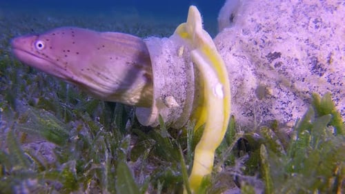 Eel Hiding Inside Discarded Plastic Bottle Underwater