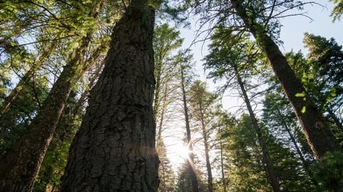 Time lapse looking up at tall trees in the forest moving on slider