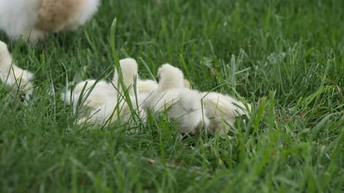 Newborn Baby Chicken Chicks in Springtime Easter Season - Outdoor Static
