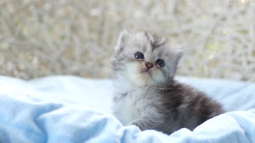 Close Up Of Scottish Kitten Sitting On Bed