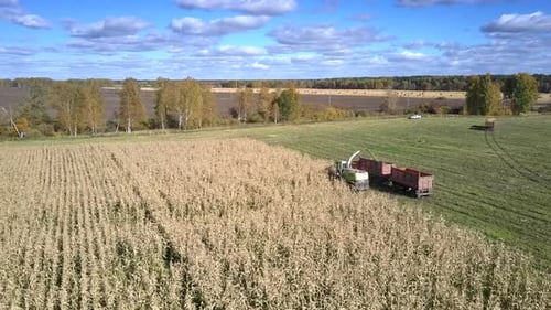 Upper View Forager Silorator and Lorry Gather Corn