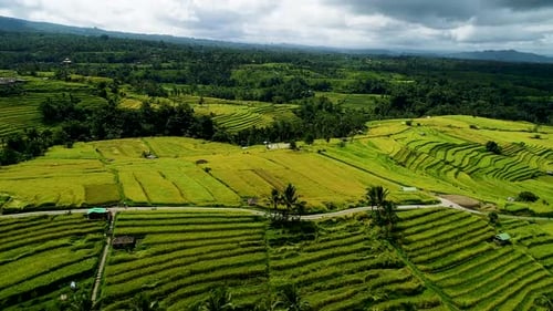 Campos de arroz en Bali