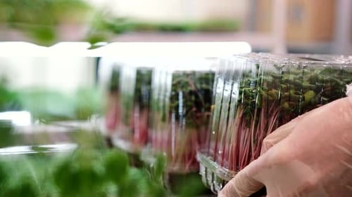 Closeup of Radish Microgreens Green Leaves and Purple Stems Packed for Delivery