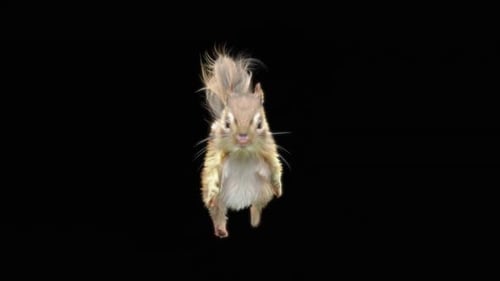 66 Chipmunk: Tanzen HD