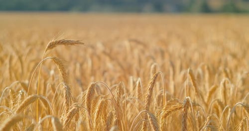 Wheat Field Ears of Wheat Swaying in Slow Motion Gentle Wind Closeup
