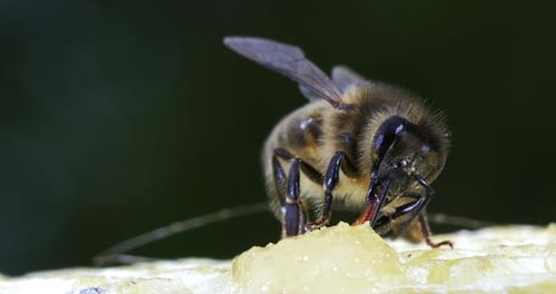 European Honey Bee, apis mellifera, black Bee Licking Honey, Hive in Normandy, Real Time 4K