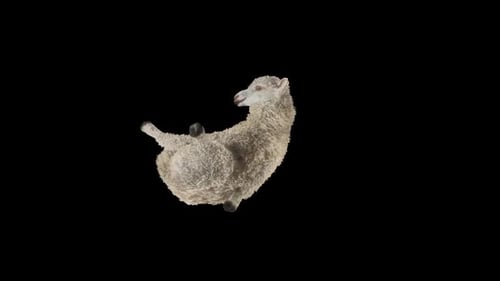 Cute Lamb Grazing with Alpha Channel Animation