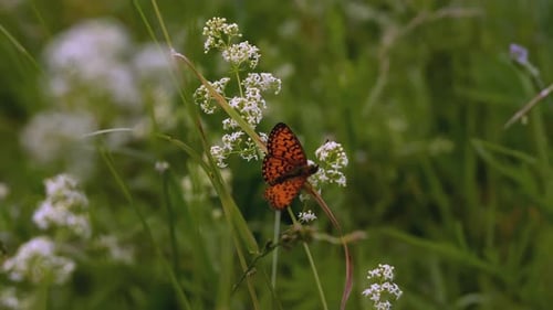 Orange Butterfly Resting on White Flowers in Meadow