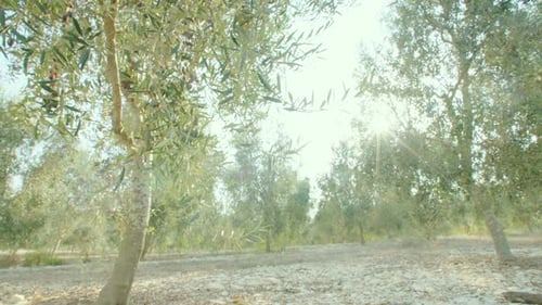 Tracking shot of olive trees in an olive platation