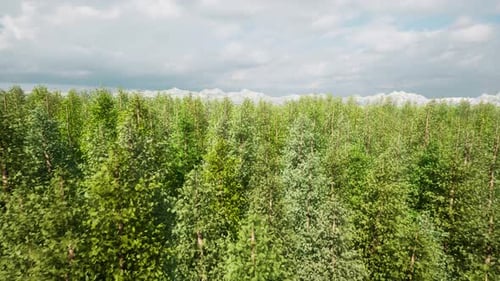 Green Forest Wild Nature Landscape Aerial View Sunset Scene Sunlight Sky