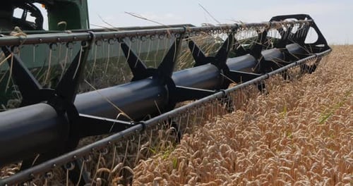 Combine Harvester Harvesting Wheat in Field