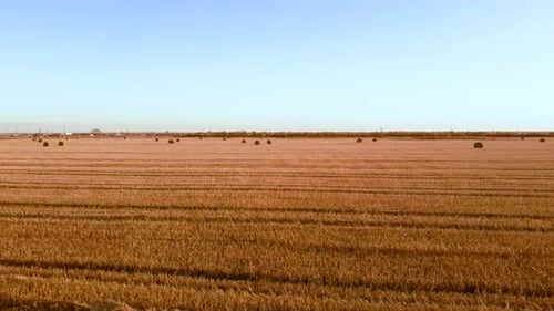 Aerial View Rolls Haystacks Straw on Field Harvesting Wheat