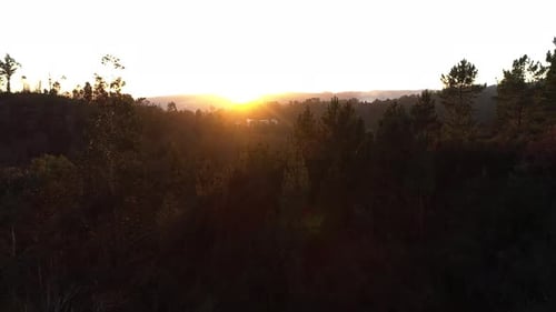Amanecer en el bosque