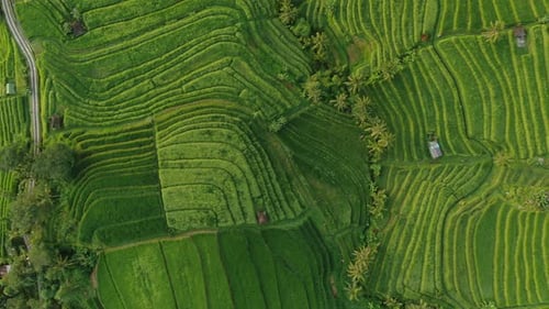Les rizières sur Bali