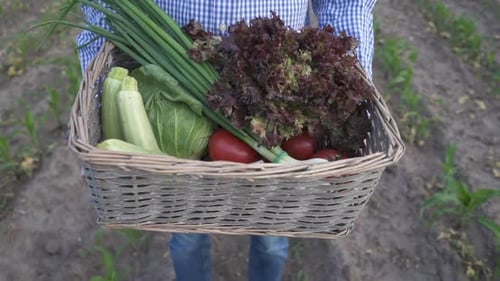 The Farmer is Holding a Box of Organic Vegetables