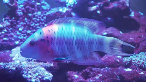 Korallenriff und tropische Fische