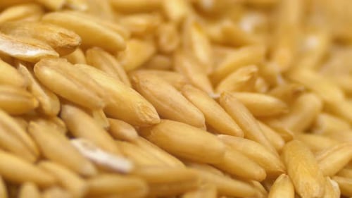 Grains of Raw Oat Groats Rotate