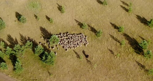 Shepherd with a Dog Grazes a Flock of Sheep in the Pasture View From a Copter