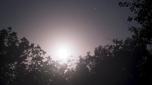 The Full Moon Rises in the Night Sky Over Silhouettes of Trees
