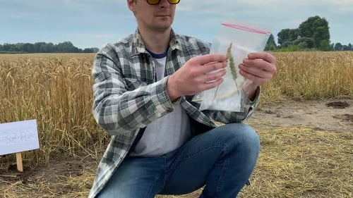Agronomist Taking Crop Samples in Bags Examining Ears Wheat Outdoors