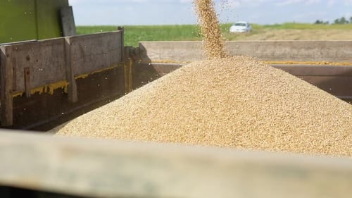Grain Harvest Pouring into Trailer on Sunny Day