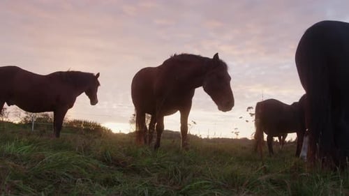 Groupe de chevaux