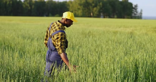 The Farmer Inspects the Harvest in the Wheat Field