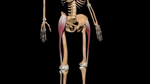 3D Human Hip Flexor Muscles Contraction and Relaxation Seamless Loop