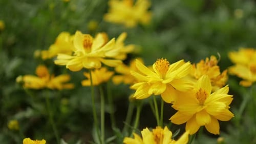 Vibrant Yellow Cosmos Flowers Blooming in Sunlight