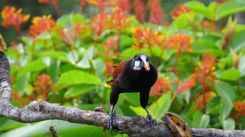 Exotic Bird Eating on Branch in Lush Environment