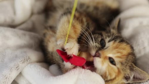 Playful Kitten with Toy on Blanket