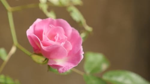 Close-up flower details of decorative climber Rose slow-mo 1080p FullHD footage - Shallow DOF of
