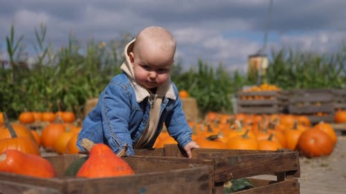 Curious Infant Exploring Pumpkins in a Wooden Crate