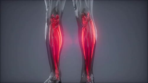Animated 3D Human Leg Muscles Scientific Visualization