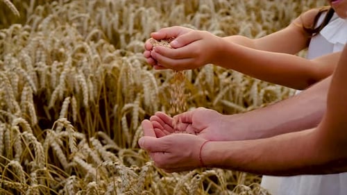 Child and Father in a Wheat Field