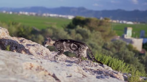 Domestic cat walking on rocky ground in the field. Slow motion.