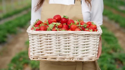 Farmer Holding Fresh Strawberry in Wicker Basket