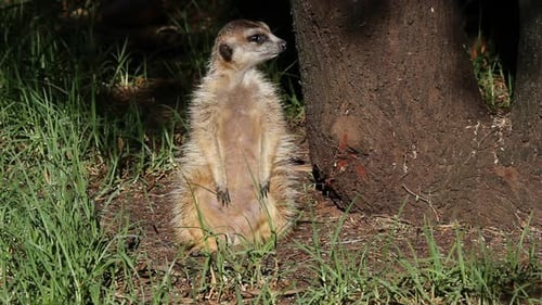 Alarmiertes Erdmännchen