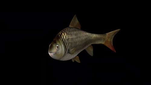 Fish Fast Swimming – Front Side View,