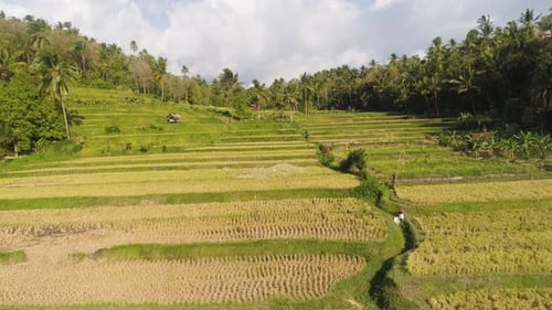 Rice Fields with Agricultural Land in Indonesia