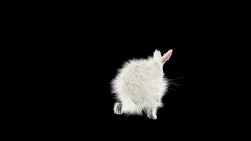 Fluffy White Rabbit Hopping and Scratching Animation
