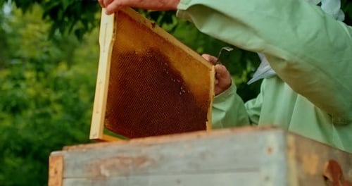 Work in the Apiary the Beekeeper Closes the Hive